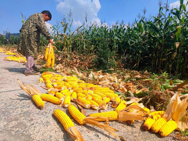 百姓镇村民将玉米采放在机耕道准备运回家。