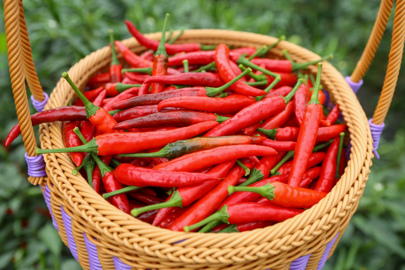 七星关区辣椒成熟上市。
