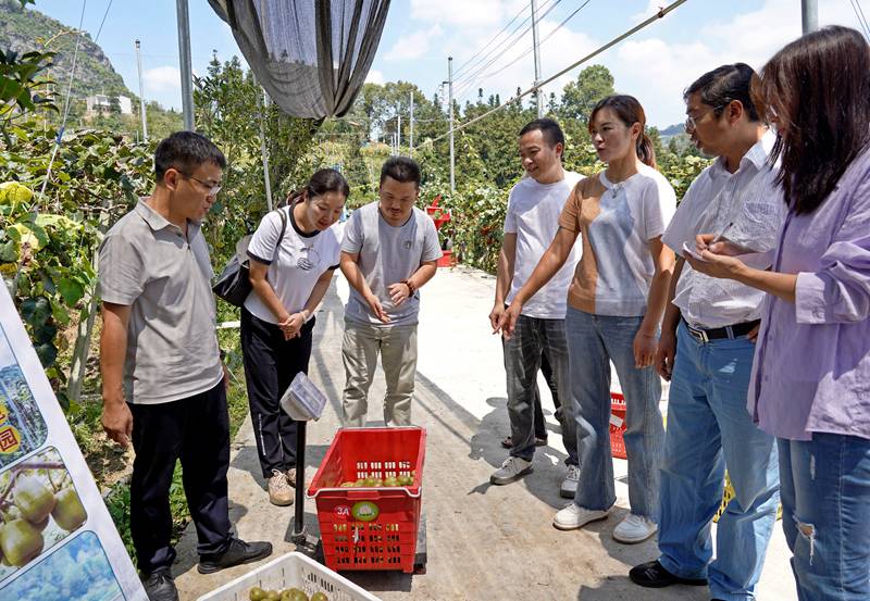 2023年9月5日，贵州省纳雍县玉龙坝镇红阳红心猕猴桃基地，省级专家给红心猕猴称重测产。杨英 摄