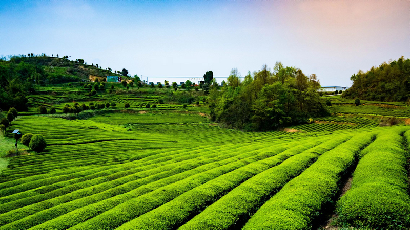 金沙县贡茶茶叶基地。