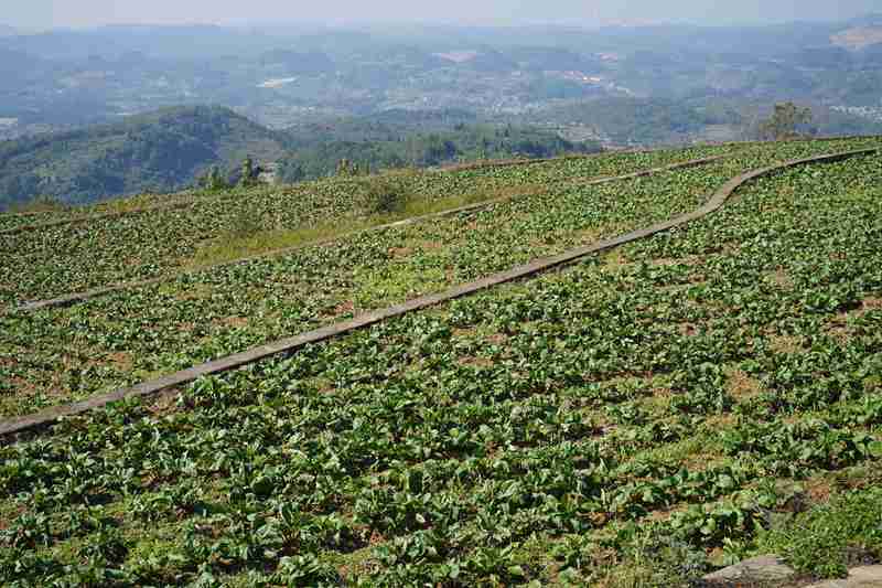 民族村蔬菜种植基地。