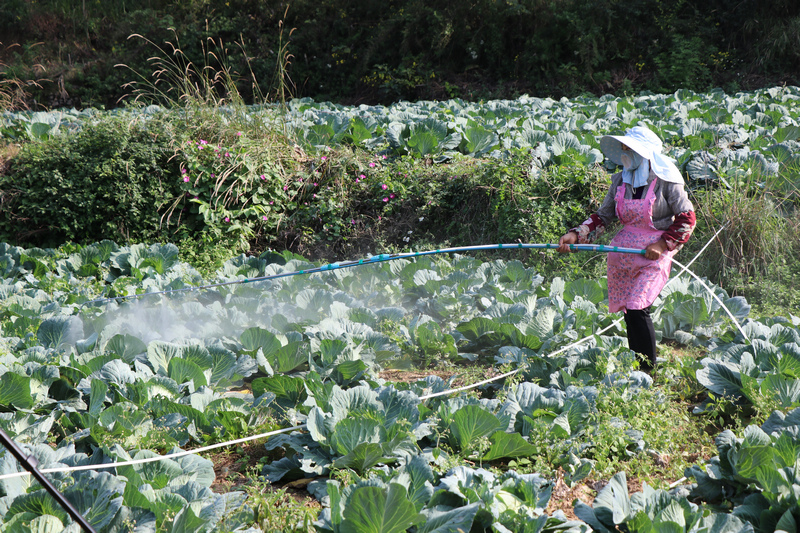 响水乡古打村高标准农田的蔬菜种植基地  工人正在进行生物防控。