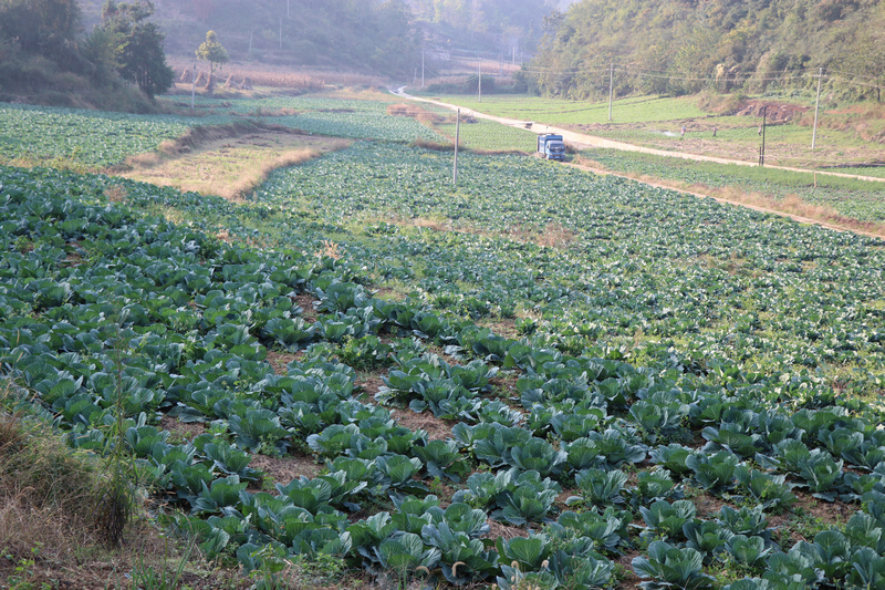 响水乡古打村高标准农田的蔬菜种植基地。