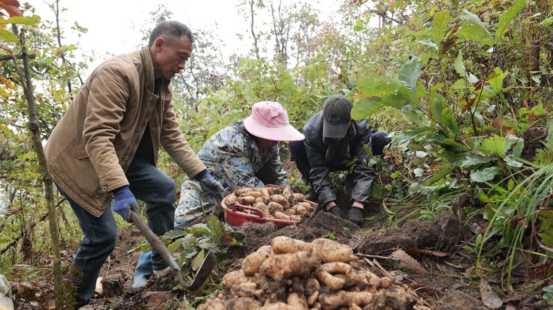 阴底乡大丰村 农户在进行天麻采收。