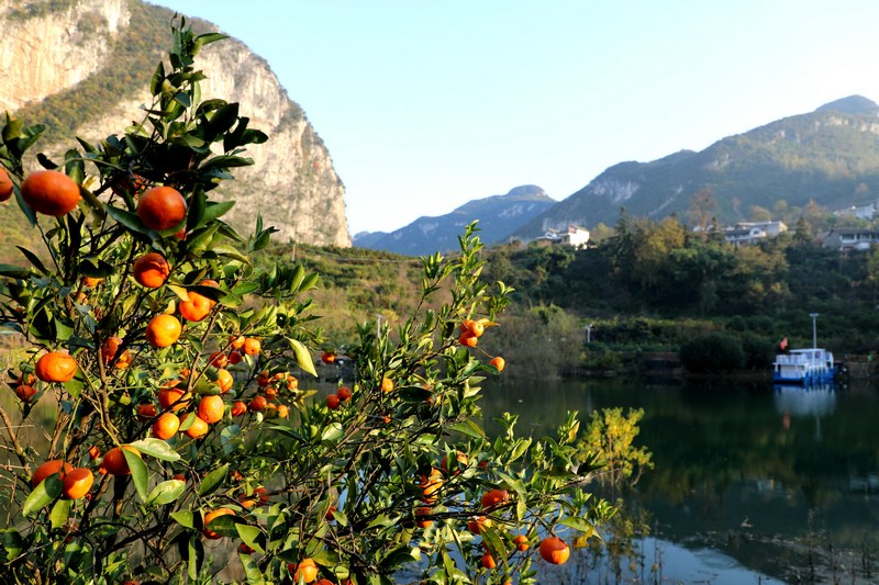 官寨乡下红岩村的柑橘园。