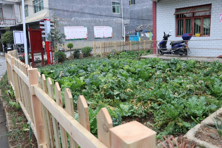 干龙滩社区农户门前的小菜园。