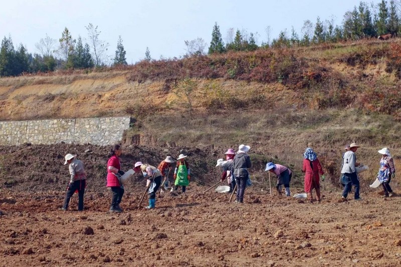 化作乡益新村青菜种植基地村民正在翻土。