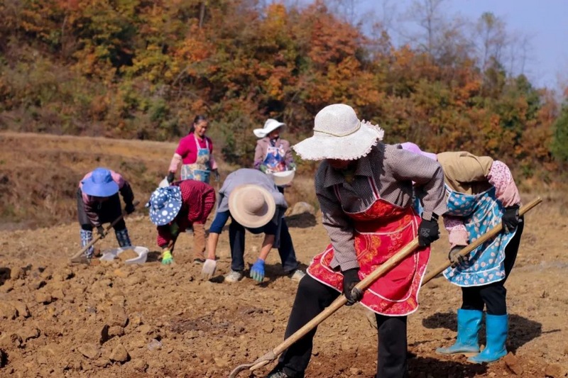 化作乡益新村青菜种植基地村民正在开沟。