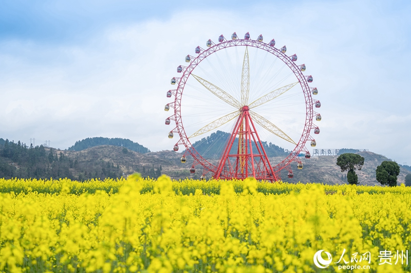 4 贵州省黔南州贵定县金海雪山景区内的油菜花与摩天轮。人民网 涂敏 摄
