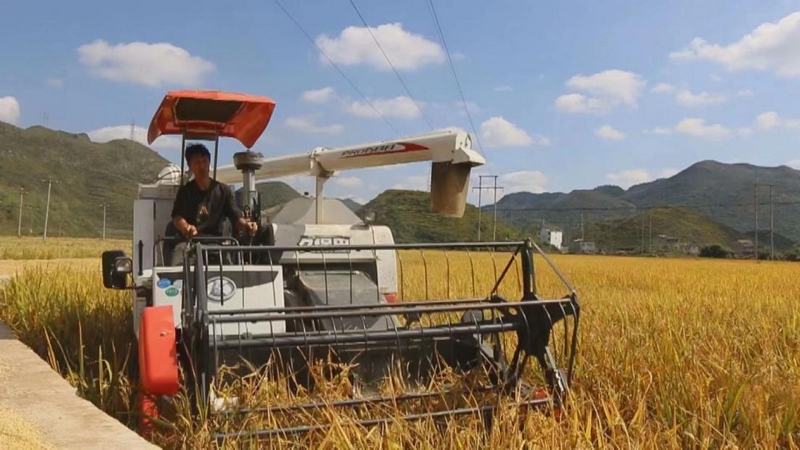 机械化收割水稻。