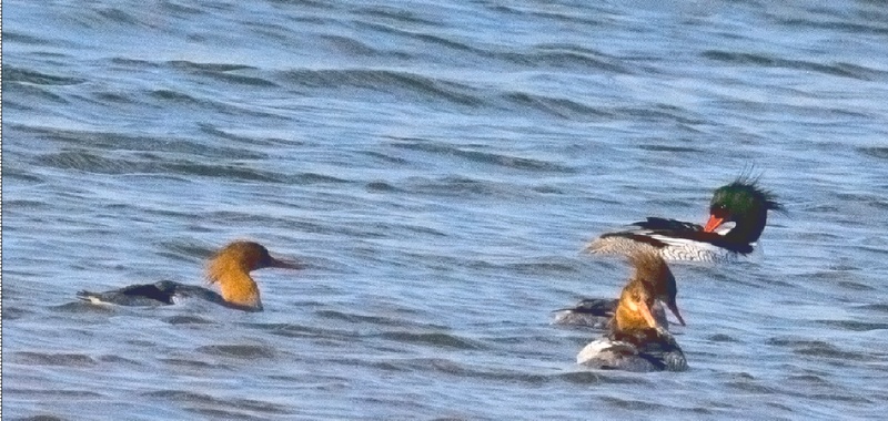 国家一级保护濒危物种中华秋沙鸭现身贵州红枫湖。周健摄