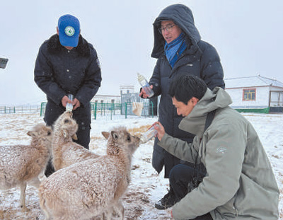 图为贾丰丰（中）和乔栋（右）在给藏羚羊喂食。