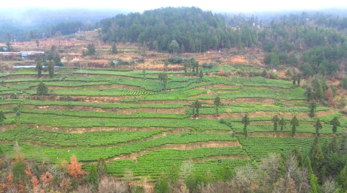 印江县峨岭街道同心村300余亩茶园。