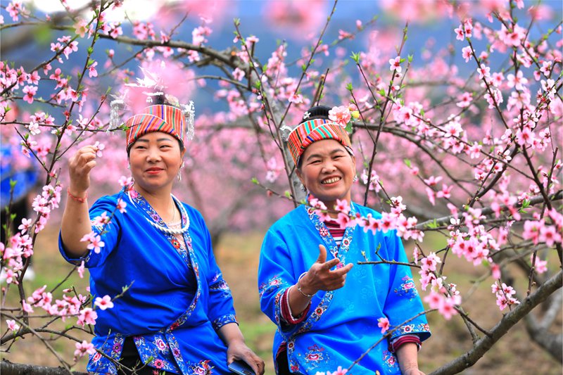 12. 3月27日 苗族妇女们在桃花林里赏花，对唱苗族歌曲。（潘文 摄）