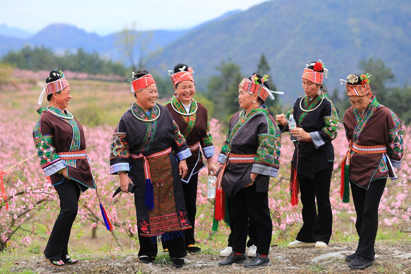 10. 3月27日 苗族妇女们在桃花林里赏花，对唱苗族歌曲。（潘文 摄）