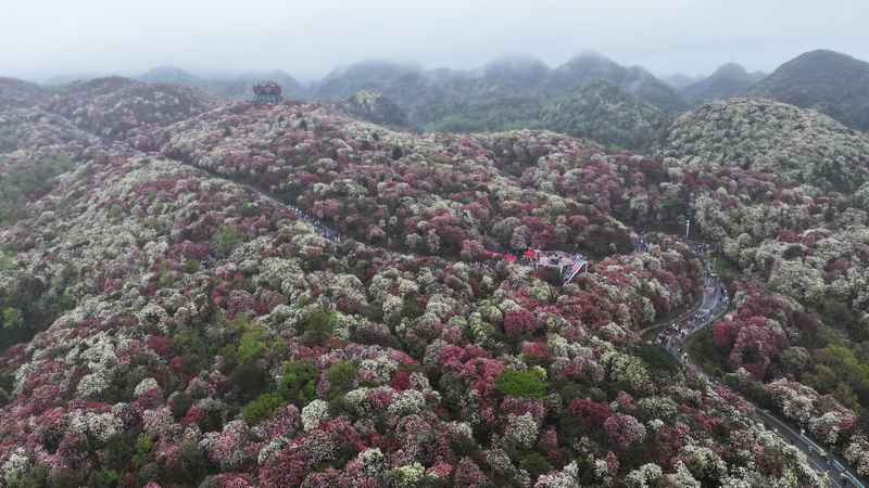 4月4日，在贵州毕节百里杜鹃普底景区数花峰，游客正在赏花。杨品益摄