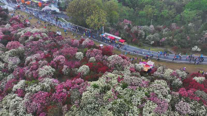 4月4日，在贵州毕节百里杜鹃普底景区锦绣坪，游客正在赏花。杨品益摄