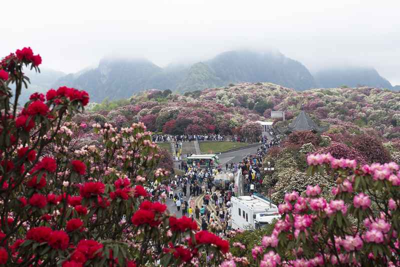 4月4日，在贵州毕节百里杜鹃普底景区五彩亭，游客正在赏花。谢玉江摄