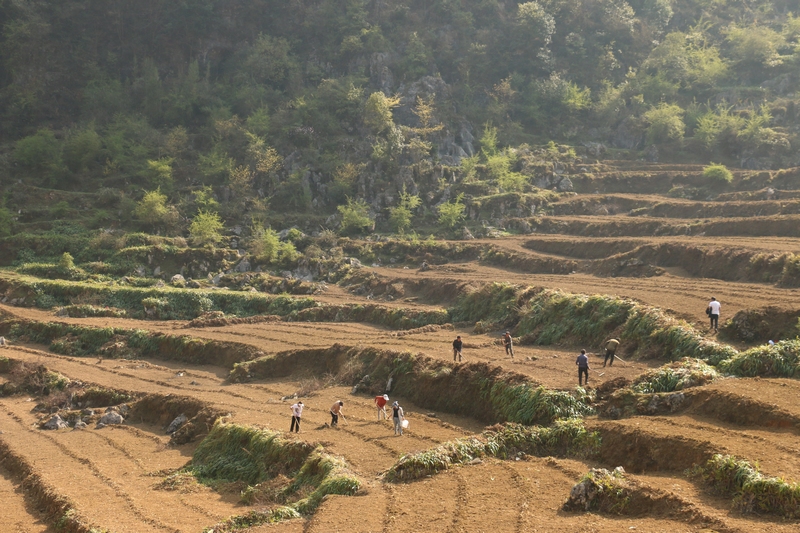 幺岩村村民正在耕种中药材。
