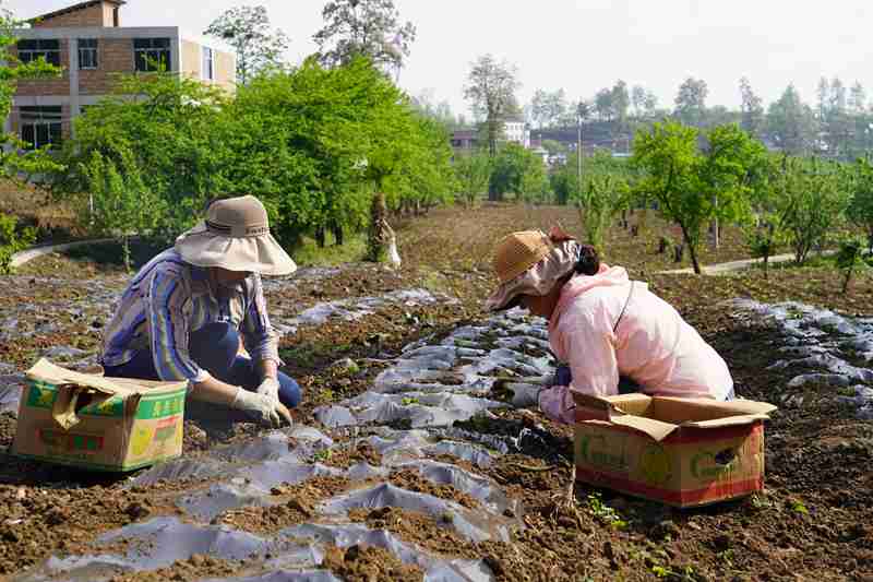 纳雍县沙包镇安乐社区，群众种植薰衣草。江婵 摄