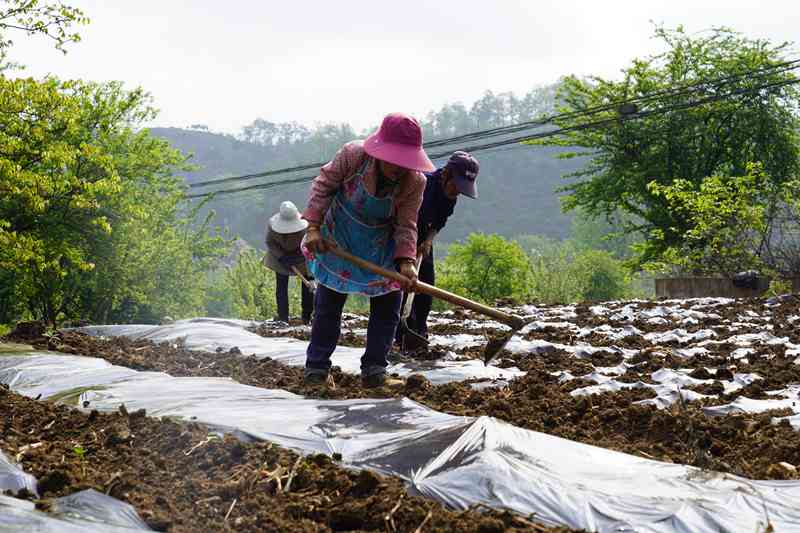 纳雍县沙包镇安乐社区，群众在覆膜，为种薰衣草作准备。江婵 摄