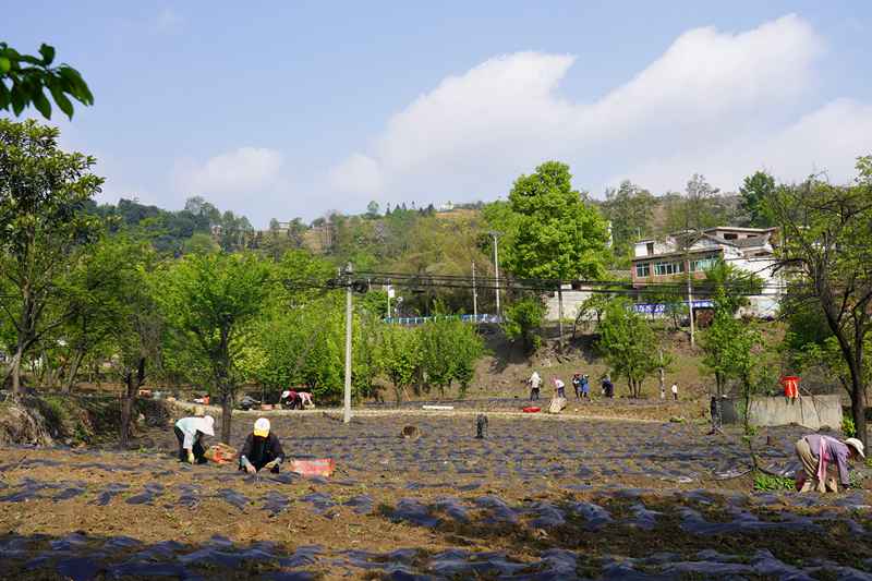 纳雍县沙包镇安乐社区，群众忙种薰衣草。 江婵 摄