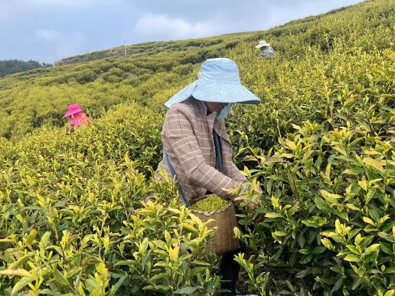 茶农们忙着采摘春茶。