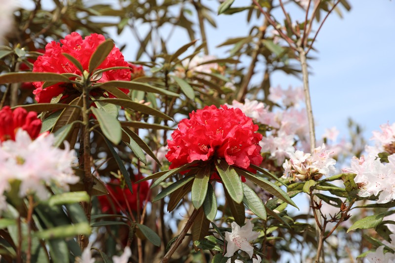 赫章县松林坡乡姹紫嫣红的杜鹃花。谢永奇摄