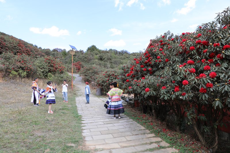 游客在赫章县千年杜鹃花景区观花拍照。谢永奇摄