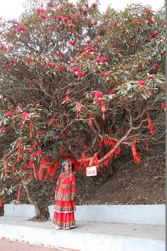 游客在赫章县千年杜鹃花景区千年古杜鹃树下许愿。谢永奇摄