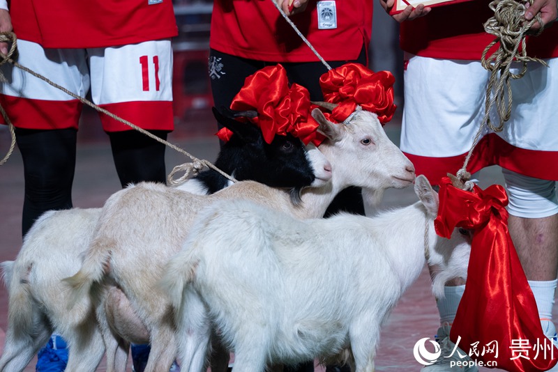 13 比赛奖品之一的榕江香羊。人民网记者 涂敏 摄