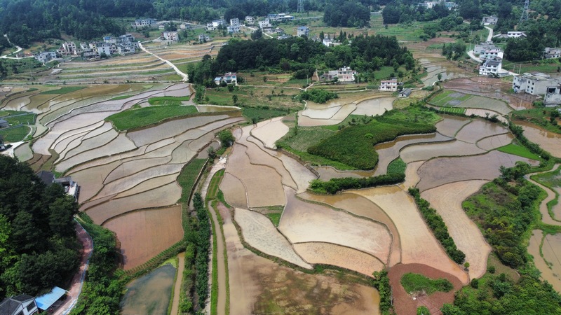 五关社区的水稻种植基地。