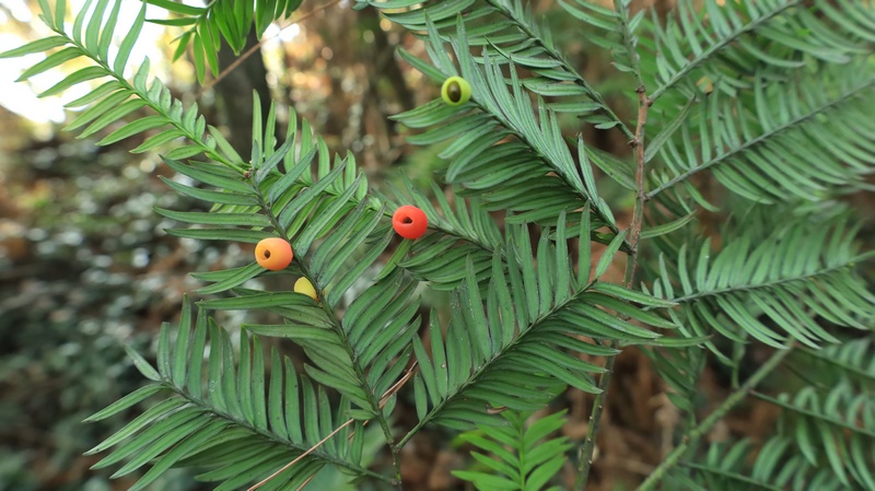 南方红豆杉(国家一级保护野生植物)