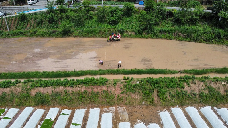 农机助力水稻插秧。