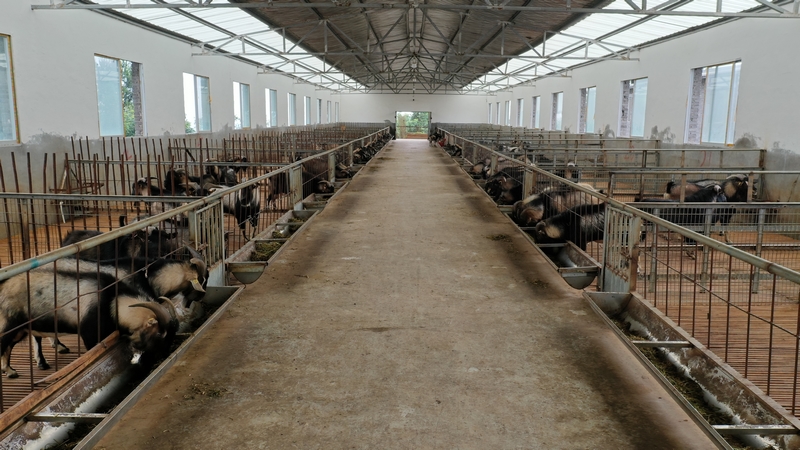 习水县富兴牧业有限公司圈舍内养殖的黔北麻羊。习水县融媒体中心供图