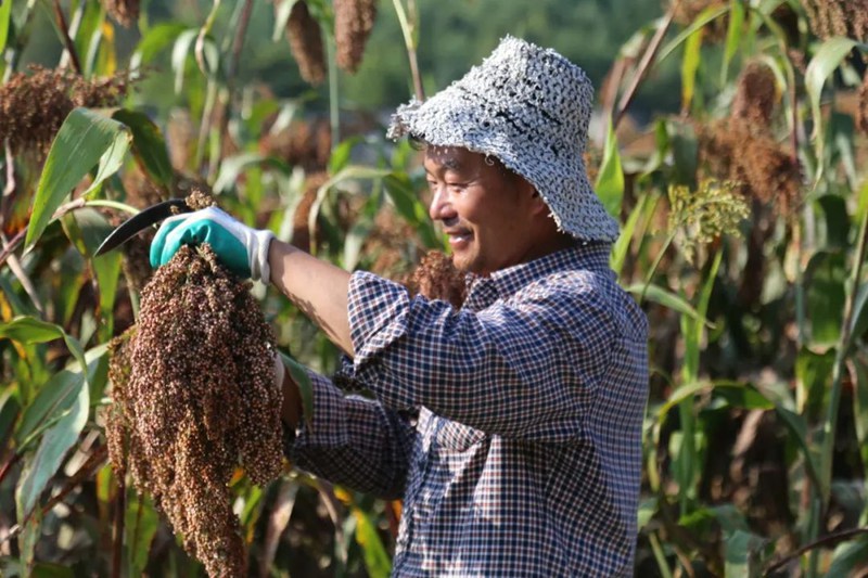 村民在收割高粱。张晶摄