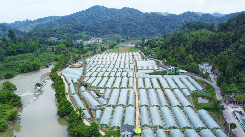 偏岩河一岸的西瓜基地   蔡正玲  摄