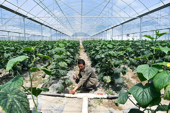 龙里县龙山镇余下村管网建设已进入蔬菜基地。潘希来摄