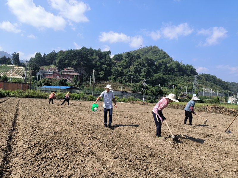 农技人员和村民们将土地翻开厢起垄   潘光远   摄