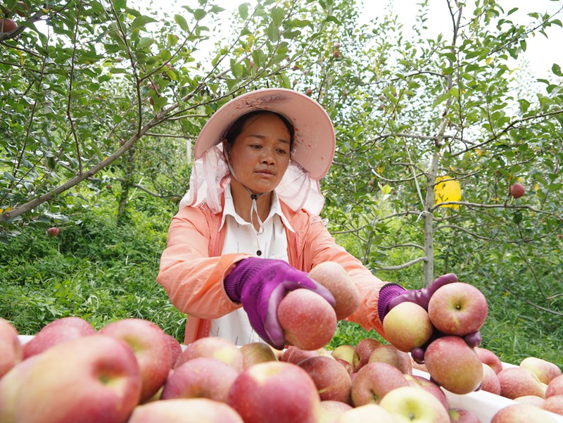 在威宁自治县猴场镇印落福地生态农业专业合作社苹果种植基地，工人在分拣刚采收的苹果。（赵庆能 摄）