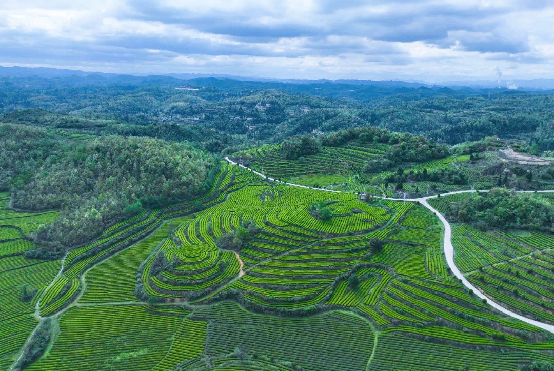 金沙县茶园。胡凤至摄